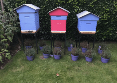 Save Bee - mettre une ruche dans son jardin