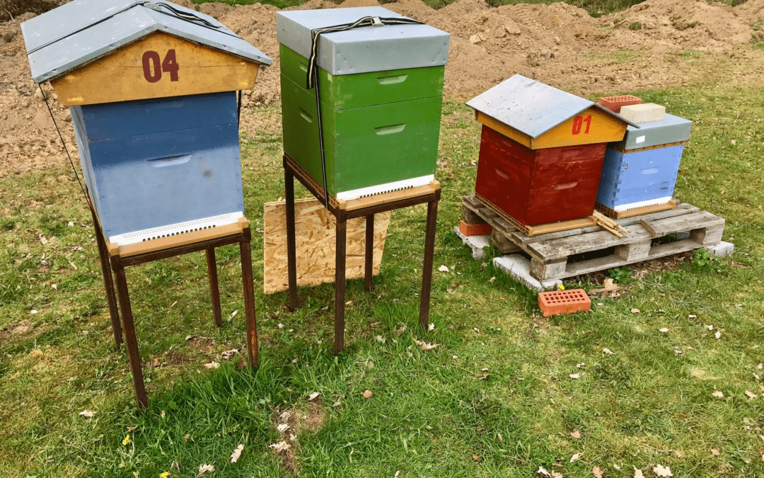 Un guide du débutant sur l’apiculture