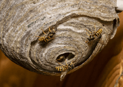 Save Bee - intervention nid de guêpes/frelons